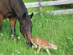 ONE TIME USE ONLY -- for Unlikely Friends by Jennifer Holland27 The Mare and the Fawn (63) photos from Bob Muth canyon@montanasky.com